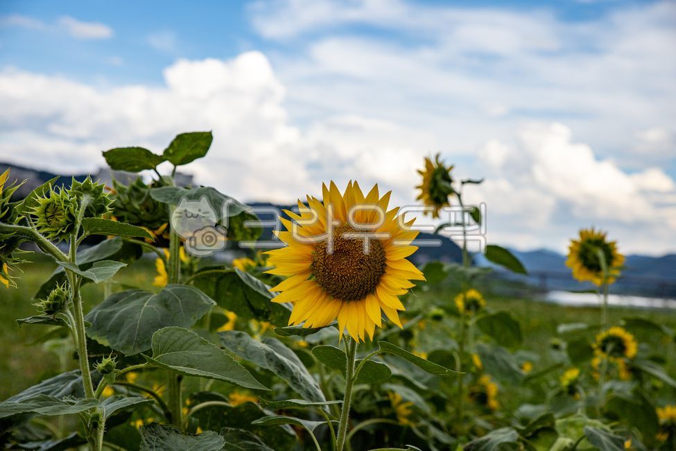 flower,꽃,sunflower,해바라기,여름감성,구름,푸른하늘,자연,nature,여름,감성