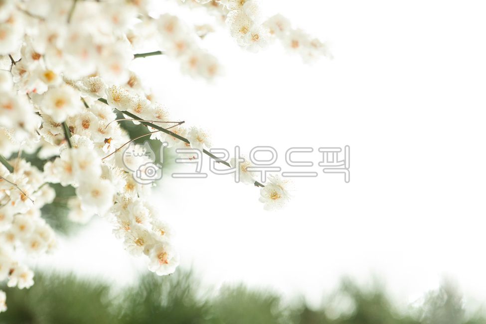 Plum,plum tree,sky,spring,copy space,blossom,flower bud,tree,nature,blooming,branch,pink,season,plant,flower,outdoor,natural,petal,close-up,garden