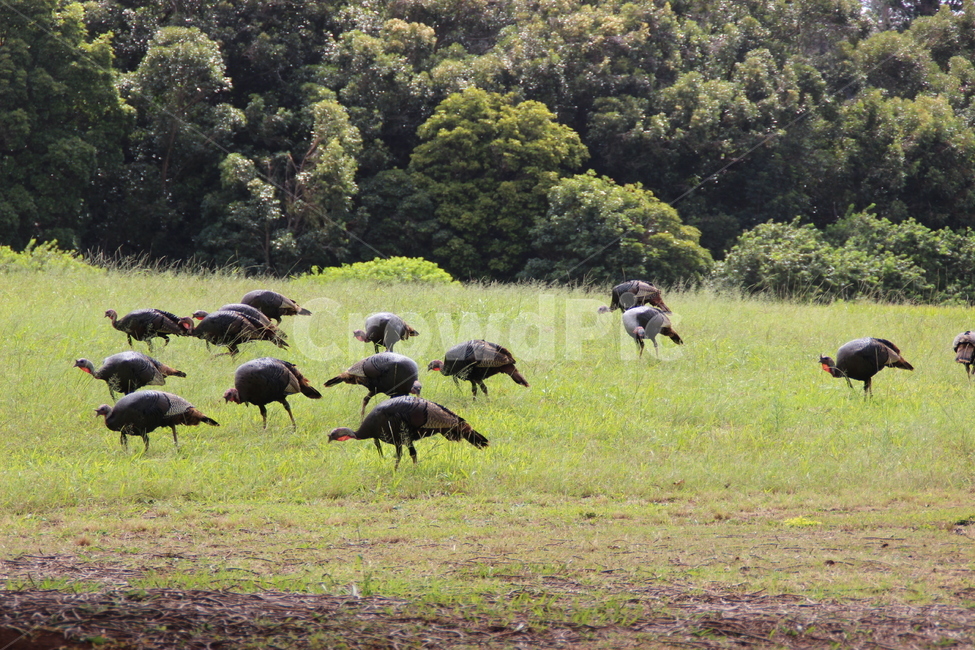 nature,자연,bird,새,outdoors,옥외,field,들,grassland,목초지,animal,동물,동물,animal,조류,새,birds