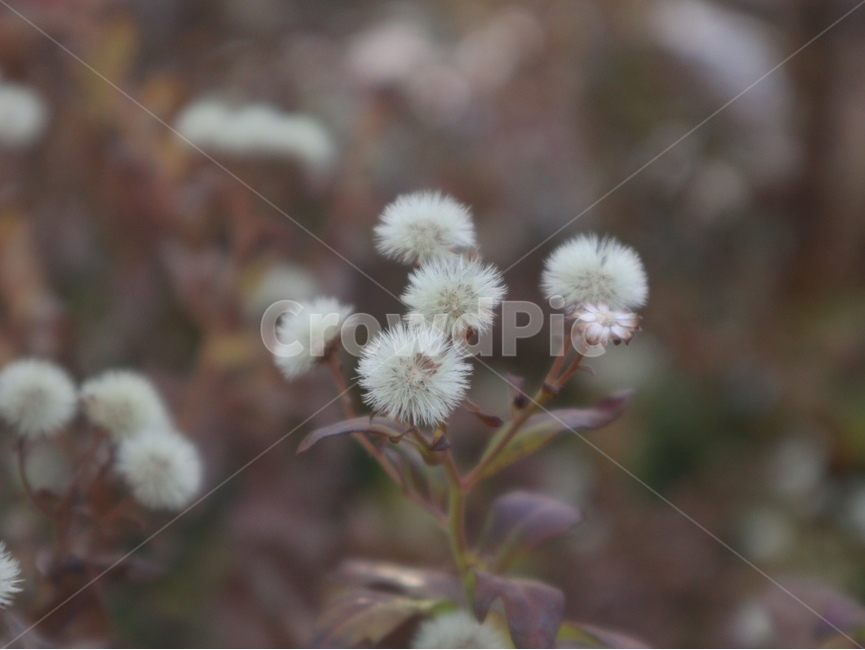 야생화,민들레,아웃포커싱,하얀털,날림,식물,자연,plants,nature,꽃,flower