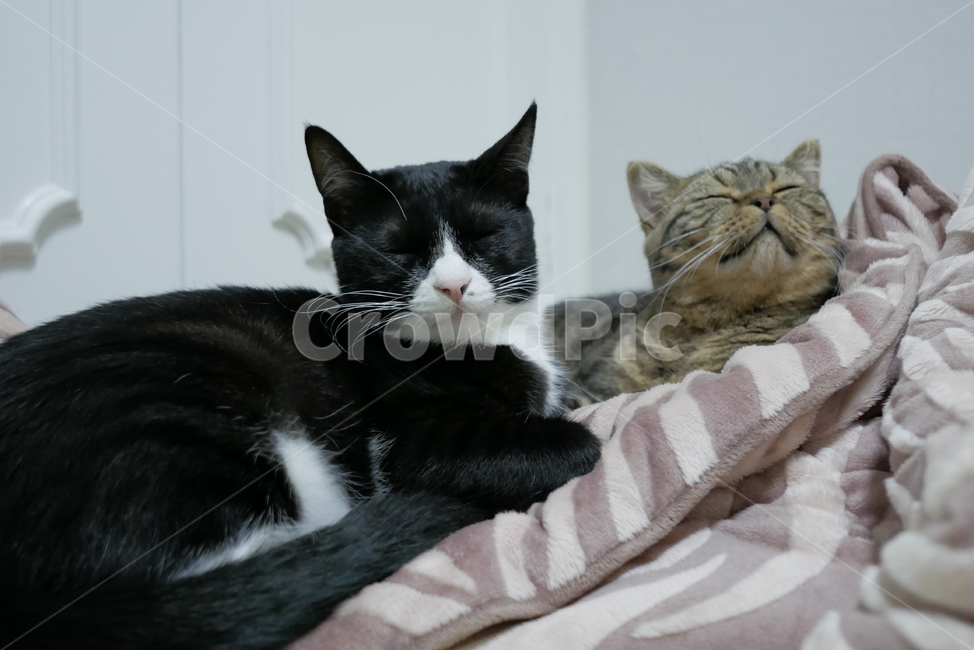 고양이,동물,반려동물,애완동물,cat,pet,동물,animal,포유류,mammal,고양이,cat,kitten,kitty