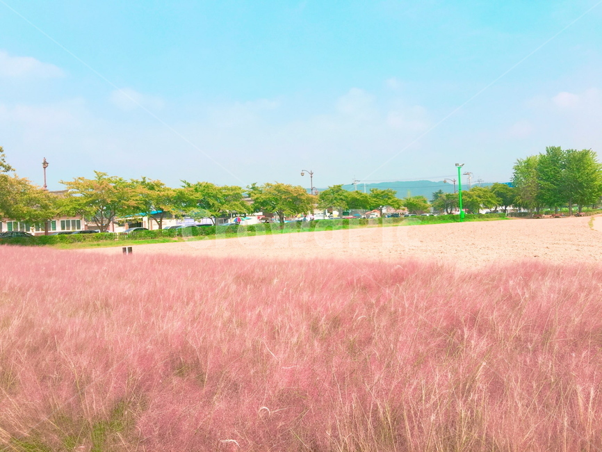 핑크뮬리,자연,나무,하늘,풍경
