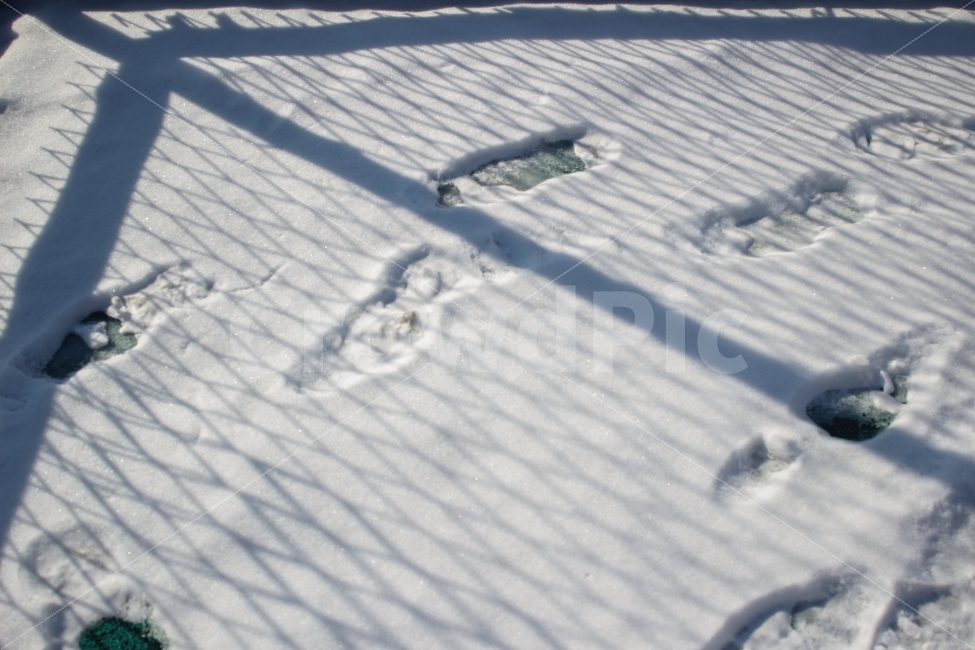 겨울,눈,발자국,그림자,계절,겨울,계절,winter,season