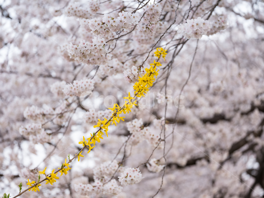 벚꽃,봄꽃,사쿠라,봄,spring,꽃,cherryblosso,계절,식물,자연,개나리,공존