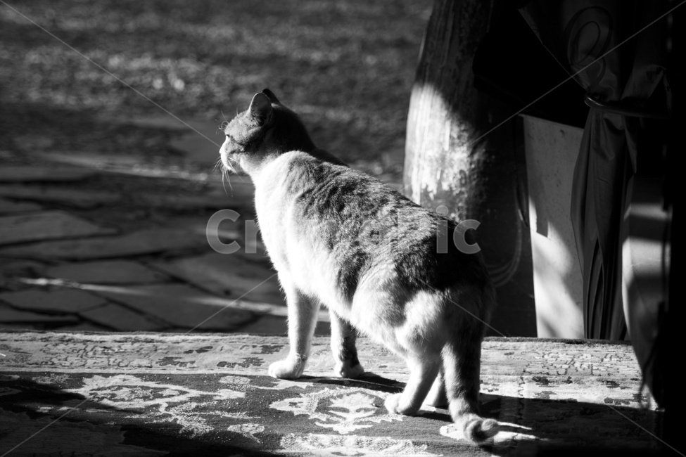 pet,animal,동물,고양이,길고양이,포유류,cat,동물,animal,포유류,mammal,고양이,cat,kitten,kitty
