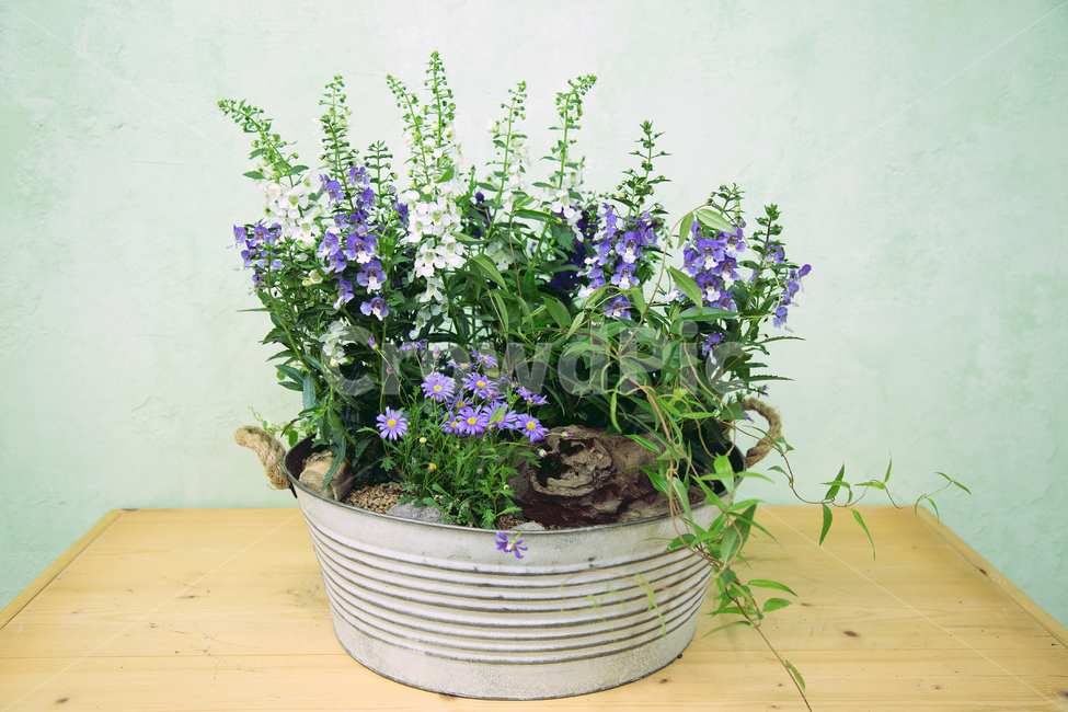화분,양동이,꽃,플로리스트,꽃꽂이,녹색,벌개미취,실내용화초,화분,화초,house plant