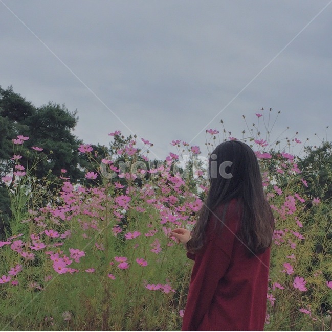 코스모스,가을,감성,뒷모습,옆모습,사람,인물,인간,human,person,여성,여자,woman,female,lady