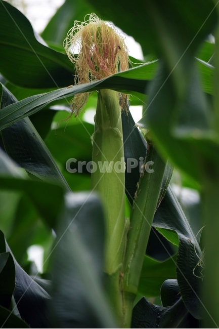 옥수수,시골,농장,여름,식품,야채,음식,식물,corn,farm,summer,food,vegetable