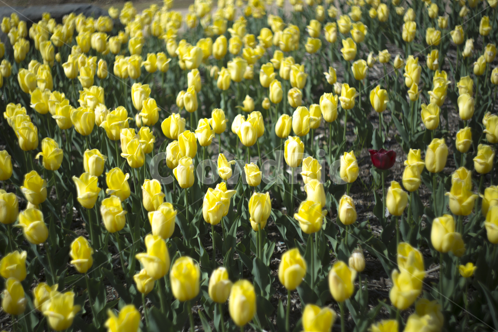 봄,꽃,튤립,꽃잎,분위기,감성,푸름,잎,봄,계절,spring,season,식물,자연,plants,nature,꽃,flower,plant