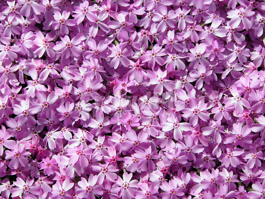 꽃잔디,꽃,꽃감성,꽃잔디배경,꽃잔디화단,식물,자연,plants,nature,꽃,flower