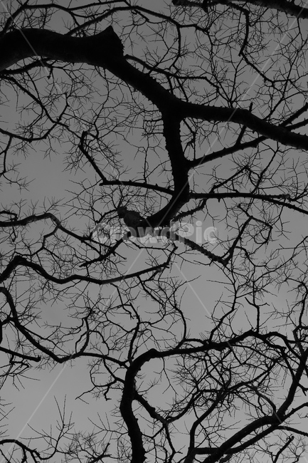 흑백,나무,하늘,제주,나뭇가지,그로테스크,몽환,풍경,예술,배경,monochrome,art,tree,sky,jeju,grotesque,landscape,screen,background,phantasm,visual