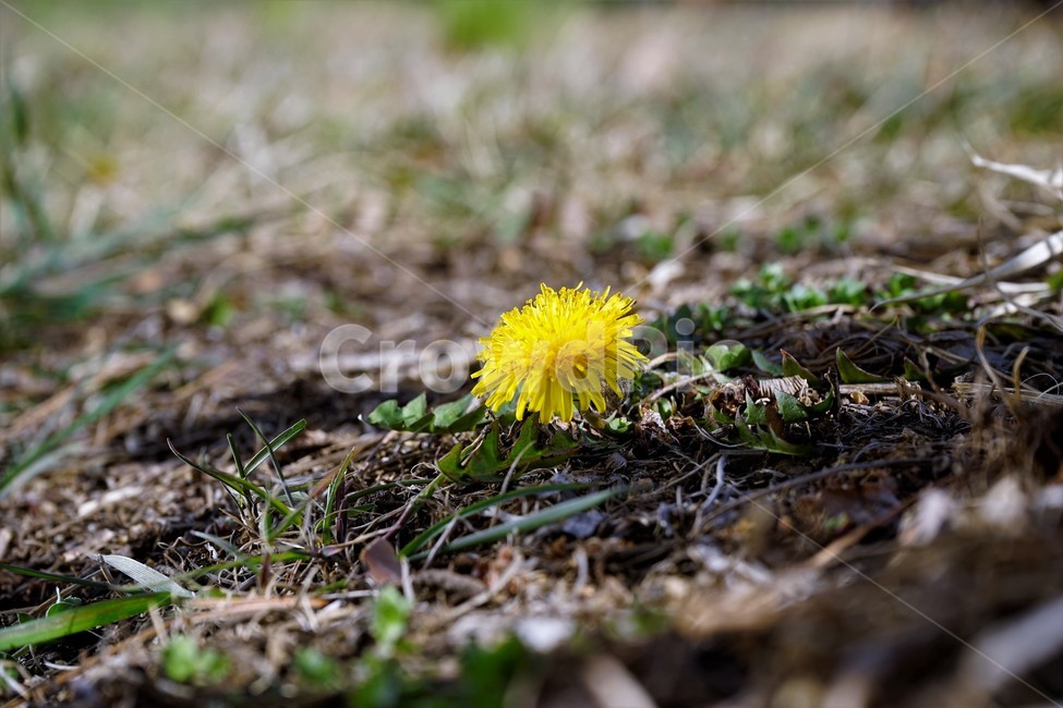 민들레,노랑,봄,꽃,계절,dandelion,spring,flower,bloom,yellow,life,생명,봄소식,식물,자연,plants,nature,꽃,flower