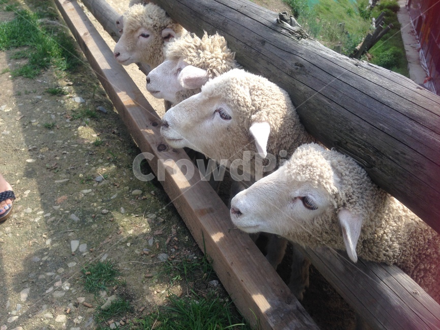 자연,동물,양,양떼목장,목장,목축업,sheep,nature,pasture,가축