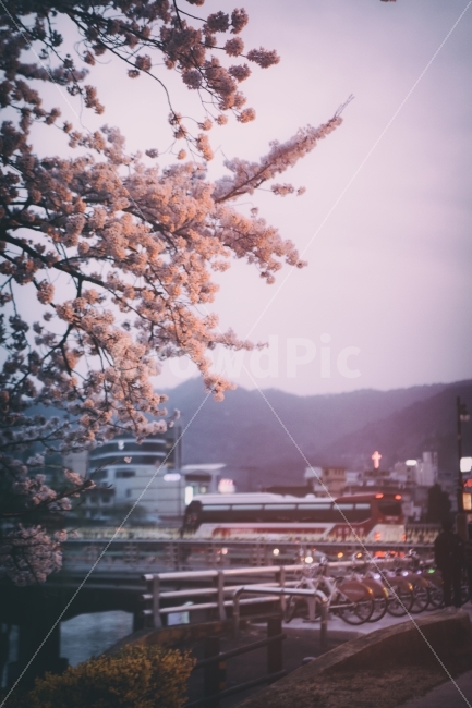 봄,벚꽃,밤,저녁,밤벚꽃,꽃,꽃나무,나무,spring,cherryblossom,night,야경,nightphoto,nightphotography,tree,flower,식물,자연,plants,nature,도시,풍경,city,landscape,감성,sensible,feeling,봄,계절,spring,season,꽃,flower,plant,blossom