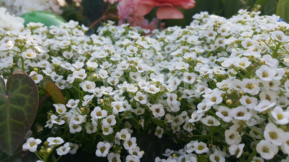 꽃,봄,공원,나들이,식물,컬러,색채,색감,flower,자연,힐링,감성사진