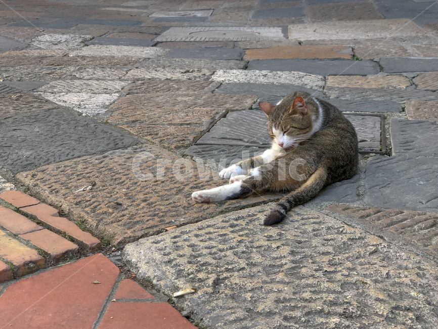 고양이,길고양이,길냥이,앉은,cat,동물,animal,고등어태비,냥이,야옹,귀여운,kitty