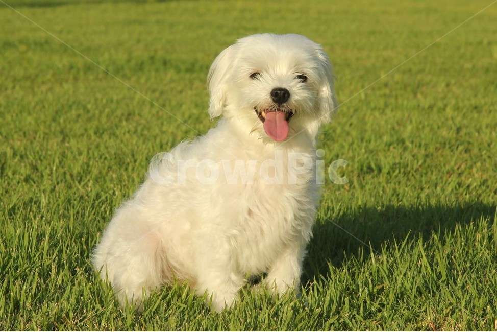 반려견,말티즈,개,잔디,dog,grass,animal,동물,강아지,동물,animal,포유류,mammal,개,강아지,dog,doggy
