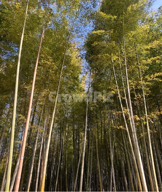 plant,식물,대나무,대나무숲,자연