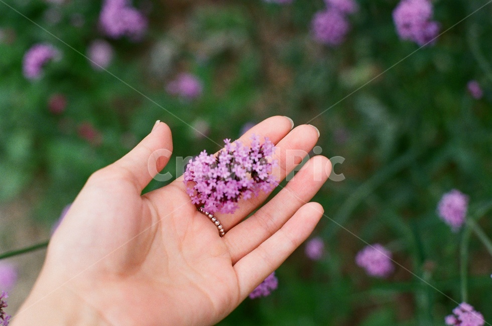 꽃,보라꽃,손,식물,hand,plant,flower,사람,신체일부