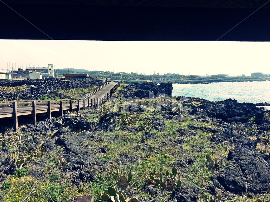 제주도,월령리,선인장,해안선,올레길,백년초,바다,자연,풍경,nature,landscape,한국자연풍경,한국자연경관,korea nature landscape,제주도,jeju,jeju island,road,도로