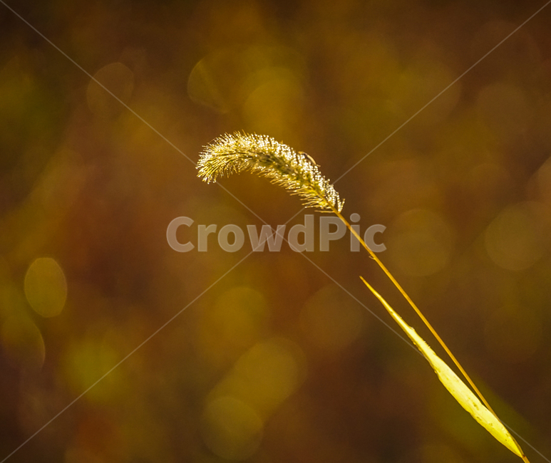 강아지풀,강아지풀꽃,가을,계절,식물,야생,식물,자연,plants,nature