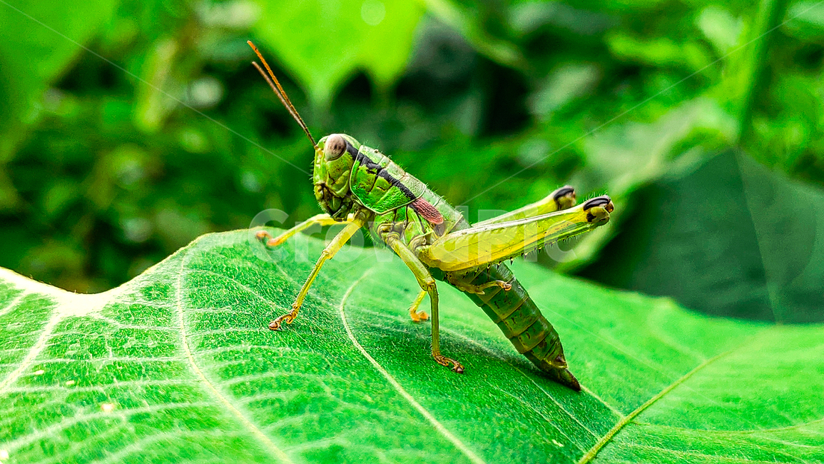 잎,plant,곤충,벌레,나뭇잎,메뚜기,곤충,벌레,insect,bug
