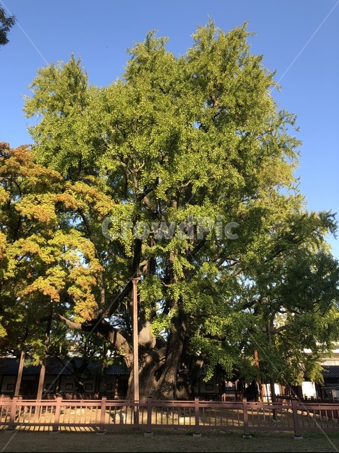 plant,식물,tree,나무,treetrunk,나무줄기