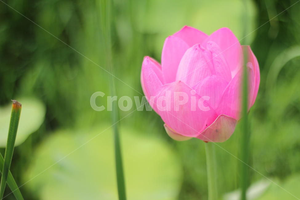 plant,식물,blossom,꽃,flower,lotus,연꽃,nature,자연,식물,자연,plants,nature