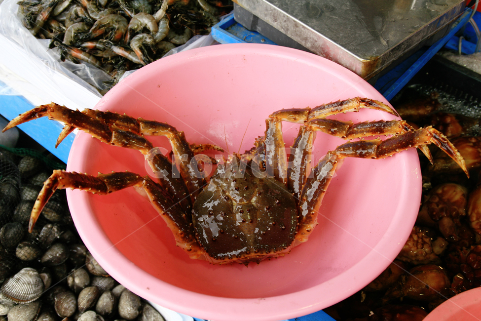 킹크랩,자연산,수산시장,판매,진열,시장,마트,마켓,market,mart,market place,동물,animal,음식,식재료,요리,food,cook,meal,dishes,food reserves,수산물,해산물,fishery products,seafood
