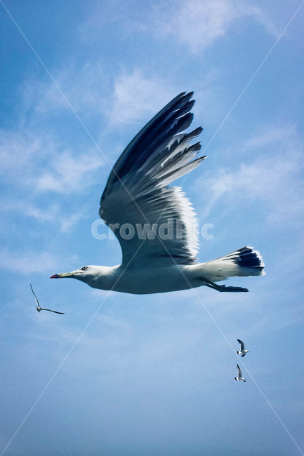갈매기,새,하늘,활강,날개,자유,4,네마리,넷,깃털,옆모습,순간포착,당당함,위풍당당,자신감,bird,sky,seagull,동물,animal,조류,새,birds