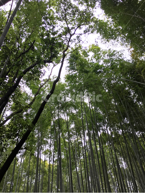 대나무,대나무숲,자연,풍경,봄,초록색,bamboo,forest,tree,nature,landscape