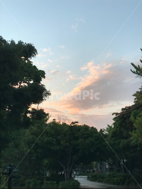 공원,자연,하늘,식물,nature