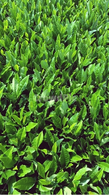 녹차,녹차밭,차밭,잎,잎사귀,이파리,햇빛,야외,초록,초록색,녹색,green,greentea,tea,차,찻잎,실외,푸르름,푸릇함,푸름,식물,자연,plants,nature