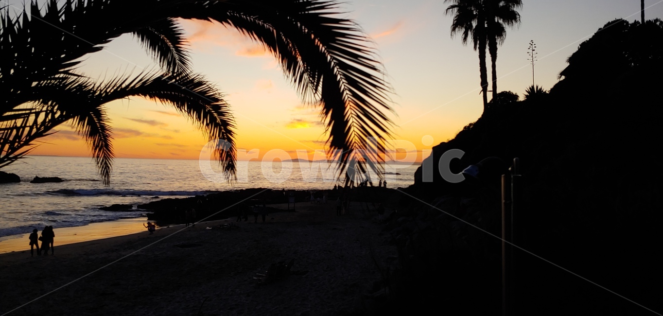 lagunabeach,california,모래사장,바닷가,파도,야자수