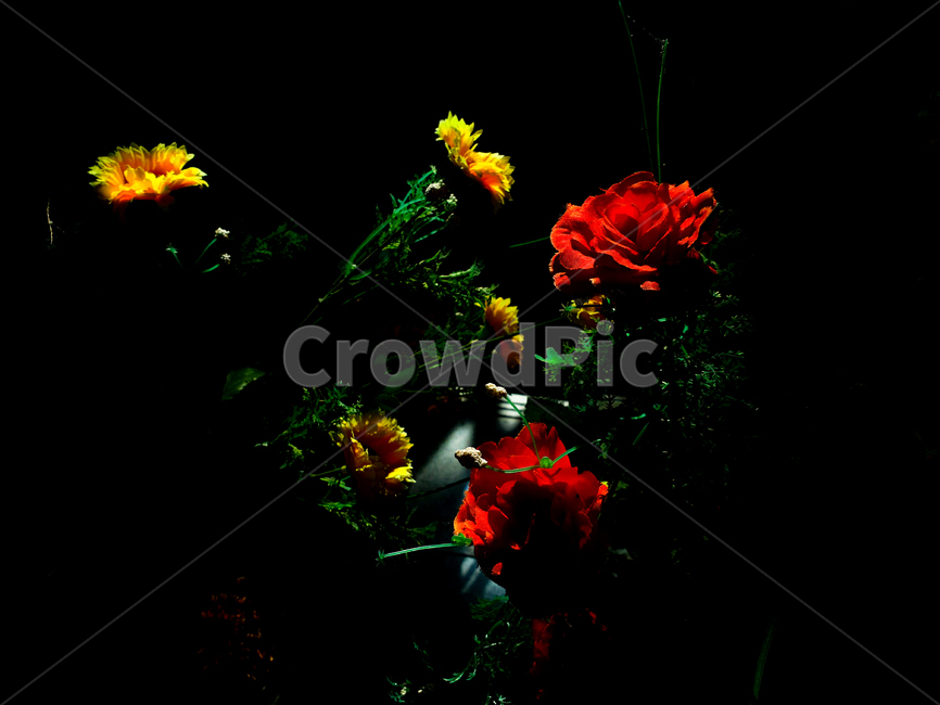 꽃,장미,식물,flower,rose,plant,식물,자연,plants,nature,꽃,flower