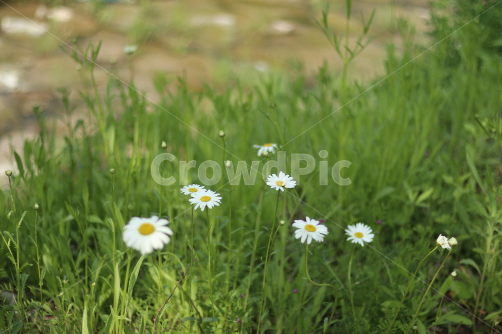 샤스타데이지,흰색,냇가,봄,빛,봄,계절,spring,season,식물,자연,plants,nature,꽃,flower,plant,field,들,grassland,목초지,outdoors,옥외
