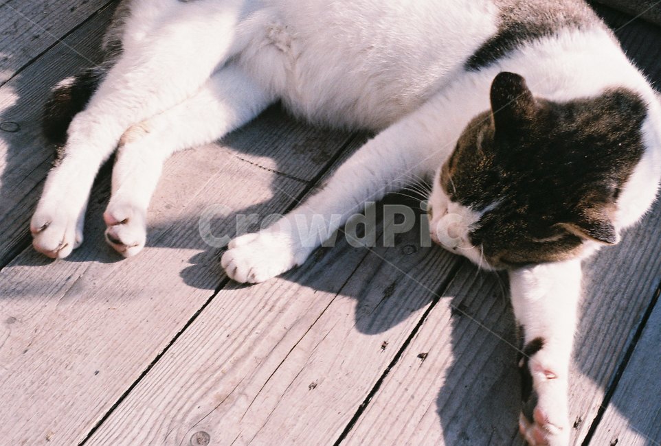 길고양이,고양이,동물,cat,자는고양이,동물,animal,포유류,mammal,고양이,cat,kitten,kitty,감성,sensible,feeling,휴식,힐링,rest,relaxation,healing