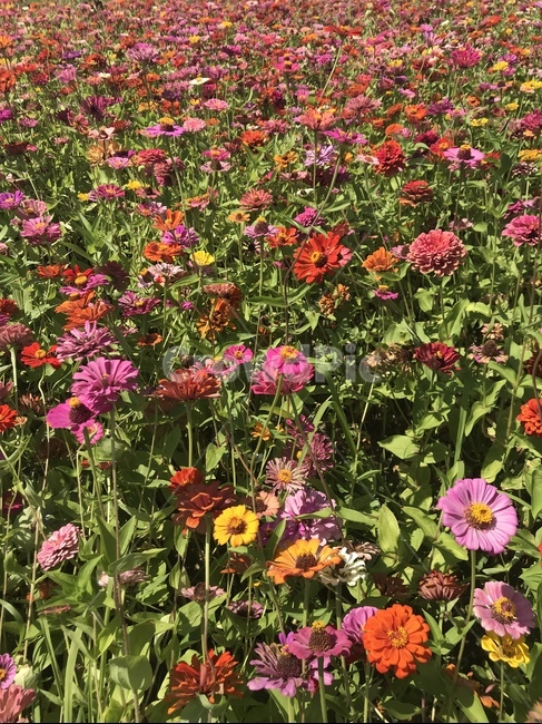 꽃,꽃밭,여러가지꽃,들판,예쁜꽃,식물,자연,plants,nature,꽃,flower