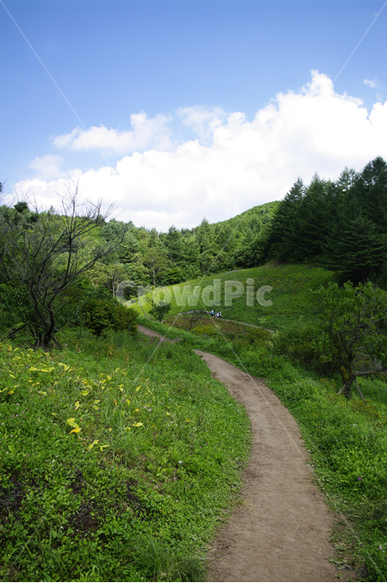하늘,구름,길,나무,식물,여름,자연,plant,nature,목초지,들,자연,풍경,nature,landscape