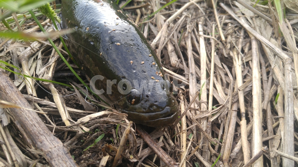 가물치,snakehead,물고기,물고기머리,낚시,동물,animal,어류,물고기,fish