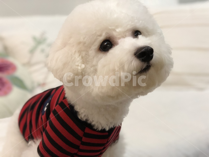 강아지,개,dog,비숑,bichonfrise,동물,animal,포유류,mammal,개,강아지,dog,doggy