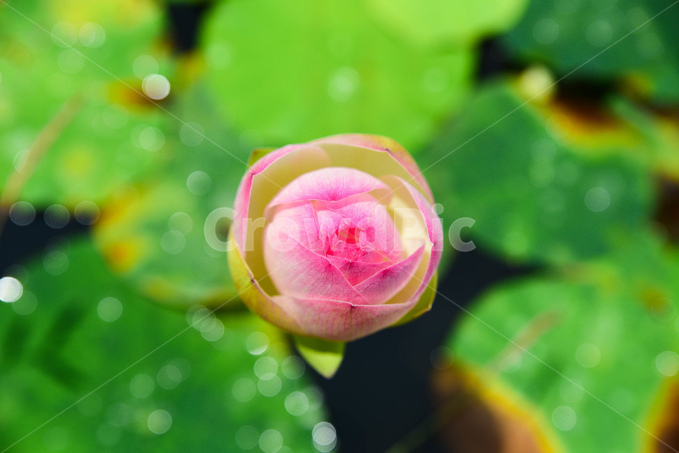 연꽃,부처님오신날,석가탄신일,연꽃사진,연등행사,식물,자연,plants,nature,꽃,flower