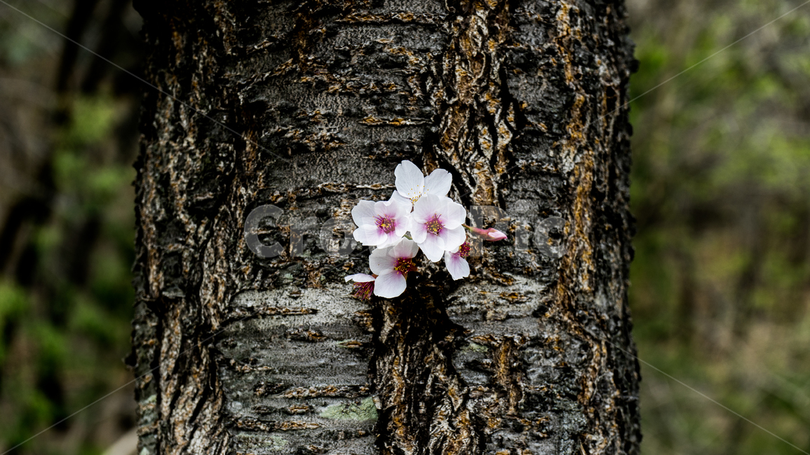 plant,나무줄기,식물,tree,나무,treetrunk,벗꽃,꽃,봄,가을,감성,질감,텍스쳐