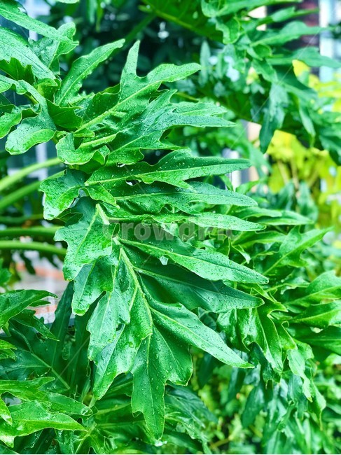 풀,자연,빗방울,녹색,푸르름,green,식물,자연,plants,nature