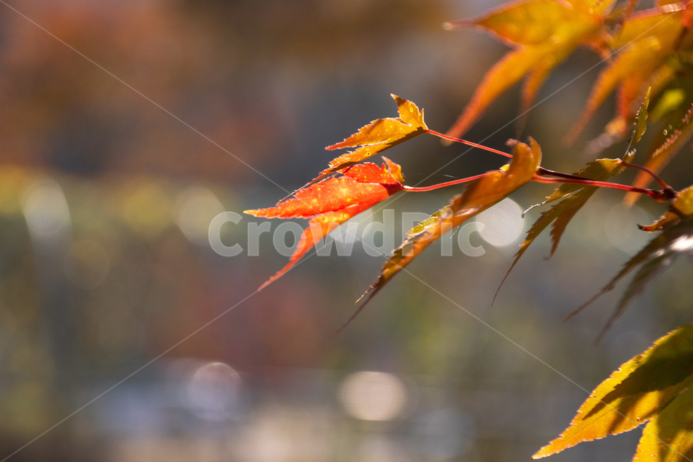 가을,영광,불갑사,낙엽,하늘,전라남도,영광군,가을,계절,fall,autumn,season,자연,풍경,nature,landscape,식물,plants,leaf,잎,plant,tree,나무