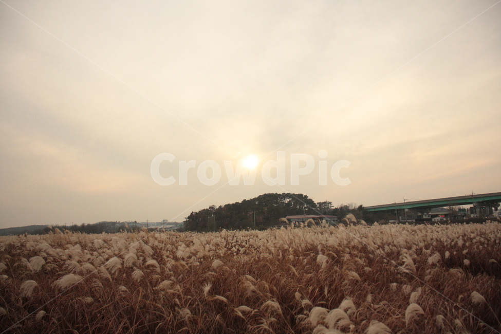 plant,식물,해넘이,노을,sunset,갈대,reeds
