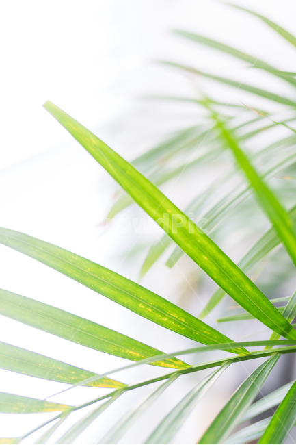 초록,잎,잎사귀,풀,자연,힐링,여름,green,식물,식물,자연,plants,nature,감성,sensible,feeling