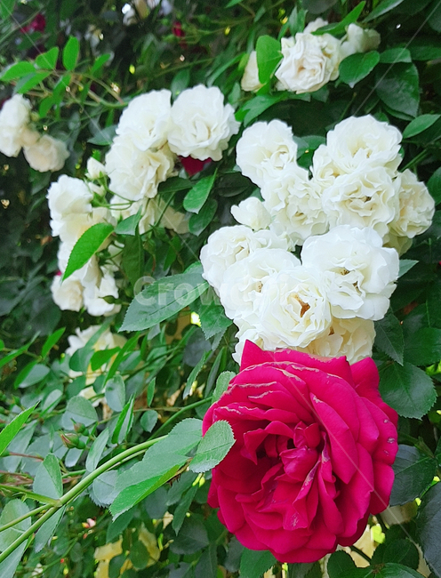 장미,꽃,식물,rose,flower,plant