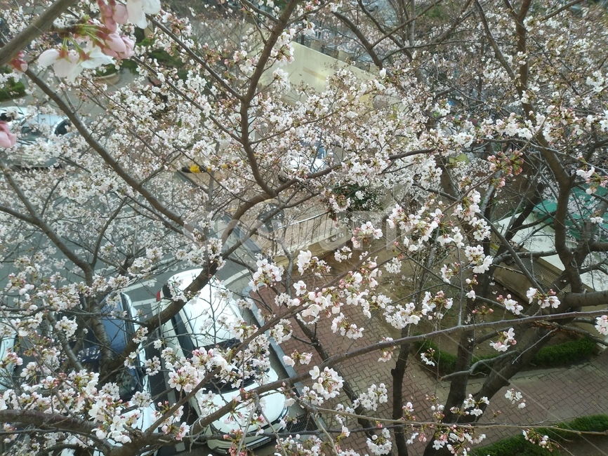 봄,풍경,꽃,봄꽃,벚꽃,개화,만개,spring,landscape,flower,botany,tree,branch,나무,식물,나뭇가지,계절,season,식물,자연,plants,nature,꽃,flower
