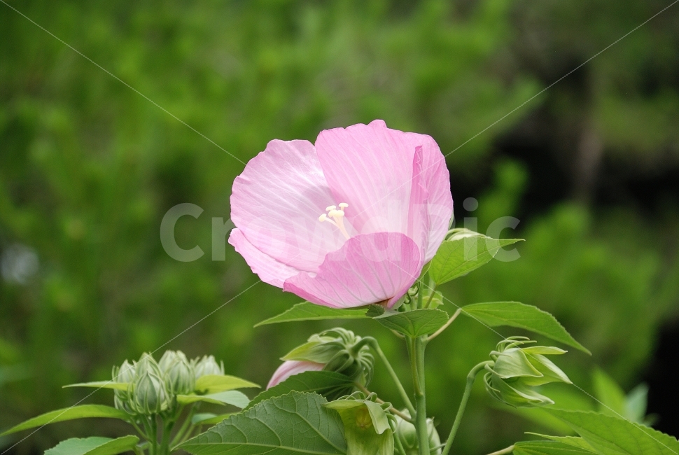 무궁화,국화,현충일,광복절,꽃,개화,식물,동양,시골,클로즈업,한국,고해상,낮,사람없음,실외,아시아,오브젝트,자연,백그라운드,풍경,꽃잎,여름,사진,단독사진,편집사진,디자이너,콘텐츠,잡지광고,광고,영상,자료,사보,카다로그,브로셔,뉴스레터,출판,편집,홈페이지,웹,모바일,출력,전단지,교과서,단행본,학습지,식물,자연,plants,nature,꽃,flower